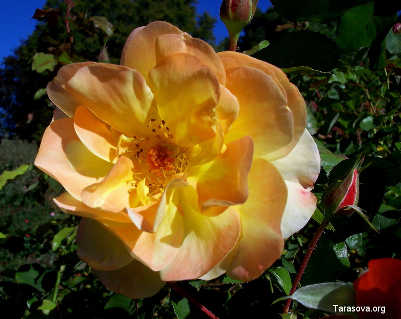 Изумительный сад роз, откуда невозможно было уйти, хотелось вдыхать и вдыхать волшебный аромат роз